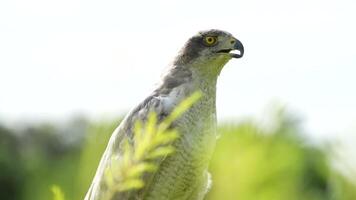 A close up of Goshawk and Sparrowhawk living in nature with a sharp beak and piercing eyes, perched against a natural. The bird's detailed feathers and commanding presence embody essence of wildlife. video