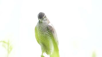 A close up of Goshawk and Sparrowhawk living in nature with a sharp beak and piercing eyes, perched against a natural. The bird's detailed feathers and commanding presence embody essence of wildlife. video