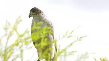 A close up of Goshawk and Sparrowhawk living in nature with a sharp beak and piercing eyes, perched against a natural. The bird's detailed feathers and commanding presence embody essence of wildlife. video
