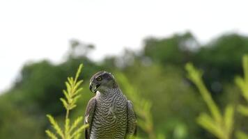 A close up of Goshawk and Sparrowhawk living in nature with a sharp beak and piercing eyes, perched against a natural. The bird's detailed feathers and commanding presence embody essence of wildlife. video
