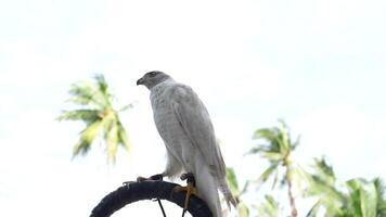 A close up of Goshawk and Sparrowhawk living in nature with a sharp beak and piercing eyes, perched against a natural. The bird's detailed feathers and commanding presence embody essence of wildlife. video