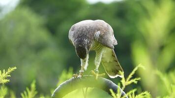 A close up of Goshawk and Sparrowhawk living in nature with a sharp beak and piercing eyes, perched against a natural. The bird's detailed feathers and commanding presence embody essence of wildlife. video