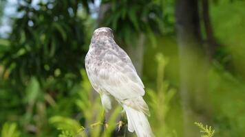A close up of Goshawk and Sparrowhawk living in nature with a sharp beak and piercing eyes, perched against a natural. The bird's detailed feathers and commanding presence embody essence of wildlife. video