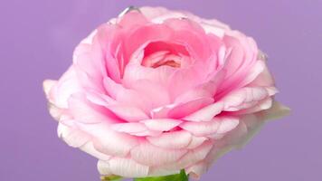 Close up of a beautiful flower underwater with bubbles. Stock footage. Macro view of a soft blooming flower on a purple background. video