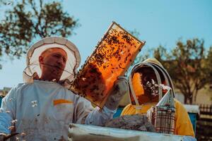 Beekeepers checking honey on the beehive frame in the field. Small business owners on apiary. Natural healthy food produceris working with bees and beehives on the apiary. photo