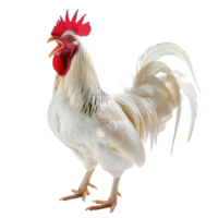 A majestic white rooster crowing with its beak open wide, isolated on a transparent background png
