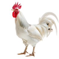 A majestic white rooster crowing with its beak open wide, isolated on a transparent background png