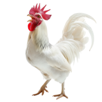 A majestic white rooster crowing with its beak open wide, isolated on a transparent background png