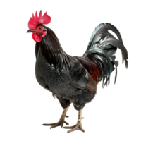 Black rooster with glossy feathers and a prominent red comb isolated on a transparent background png