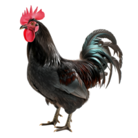 Black rooster with glossy feathers and a prominent red comb isolated on a transparent background png