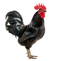 Black rooster with glossy feathers and a prominent red comb isolated on a transparent background png