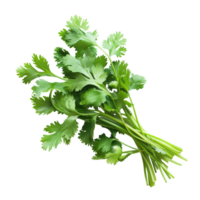 Fresh coriander leaves isolated on a transparent background png