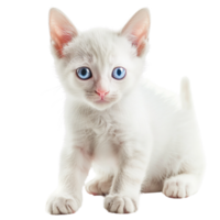 An adorable white kitten with big blue eyes, isolated on a transparent background png