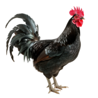 Black rooster with glossy feathers and a prominent red comb isolated on a transparent background png