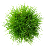 Green grass in center isolated on a transparent background png