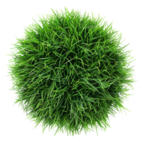 Green grass in center isolated on a transparent background png