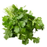 Fresh coriander leaves isolated on a transparent background png