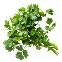 Fresh coriander leaves isolated on a transparent background png