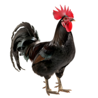 Black rooster with glossy feathers and a prominent red comb isolated on a transparent background png
