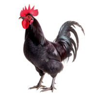 Black rooster with glossy feathers and a prominent red comb isolated on a transparent background png
