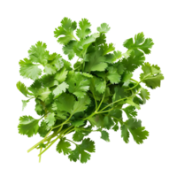 Fresh coriander leaves isolated on a transparent background png