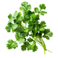 Fresh coriander leaves isolated on a transparent background png