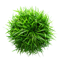 Green grass in center isolated on a transparent background png