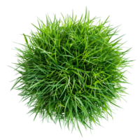 Green grass in center isolated on a transparent background png