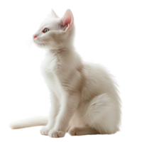 A cute white cat sitting gracefully, isolated on a transparent background png