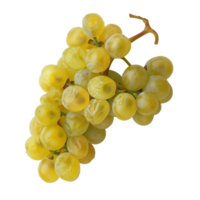 A cluster of grapes, isolated on a transparent background png