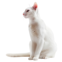 A cute white cat sitting gracefully, isolated on a transparent background png