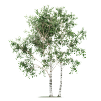 A delicate birch tree with white bark and green leaves isolated on a transparent background png