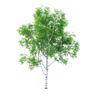 A delicate birch tree with white bark and green leaves isolated on a transparent background png