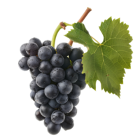 A cluster of grapes, isolated on a transparent background png