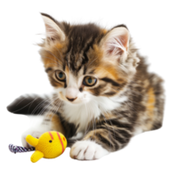 A fluffy kitten playing with a toy isolated on a transparent background png
