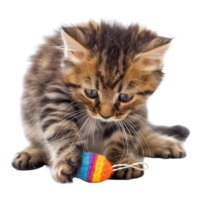 A fluffy kitten playing with a toy isolated on a transparent background png