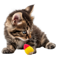 A fluffy kitten playing with a toy isolated on a transparent background png