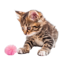 A fluffy kitten playing with a toy isolated on a transparent background png
