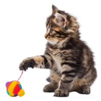 A fluffy kitten playing with a toy isolated on a transparent background png