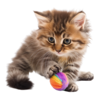 A fluffy kitten playing with a toy isolated on a transparent background png