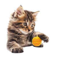 A fluffy kitten playing with a toy isolated on a transparent background png