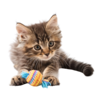 A fluffy kitten playing with a toy isolated on a transparent background png