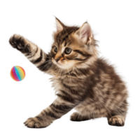 A fluffy kitten playing with a toy isolated on a transparent background png