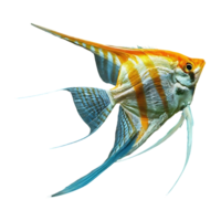 japanese angelfish on transparent background png