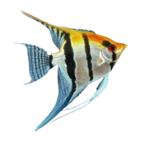 japanese angelfish on transparent background png