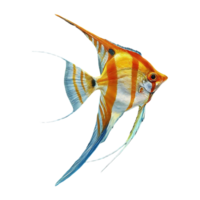 japanese angelfish on transparent background png