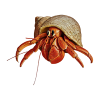 hermit crab on transparent background png