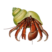 hermit crab on transparent background png