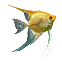 japanese angelfish on transparent background png