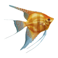 japanese angelfish on transparent background png